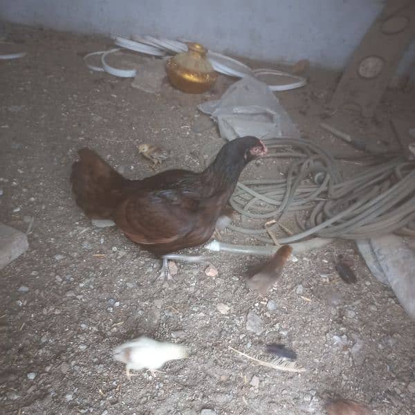 Aseel female with 8 chiks age 4 month each 0