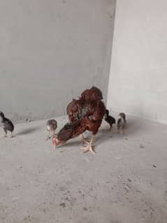 Aseel Madi and 5 chicks