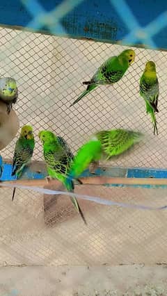 5 pairs Australian parrots on sale