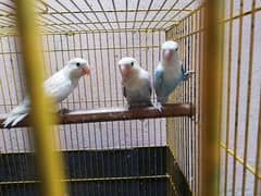 love bird 3 pics blue pestal ino for sale03030356135 watsap
