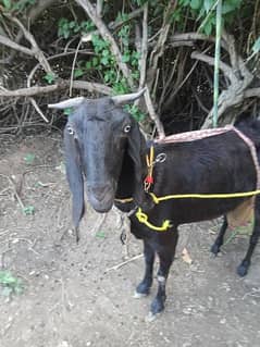 Black goat with two. male kids