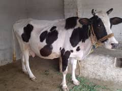 cow for sall