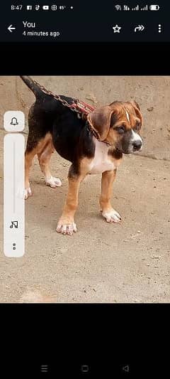 Good breed health Dogs two Famale one shamo morga number 03150526213
