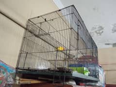 Parrots Cage for Sale