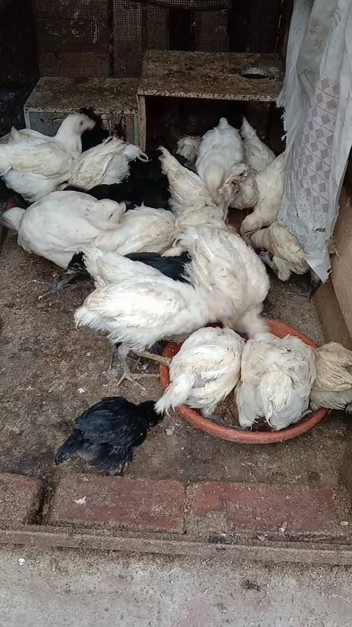 Fancy hen's chicks 03464668249 1
