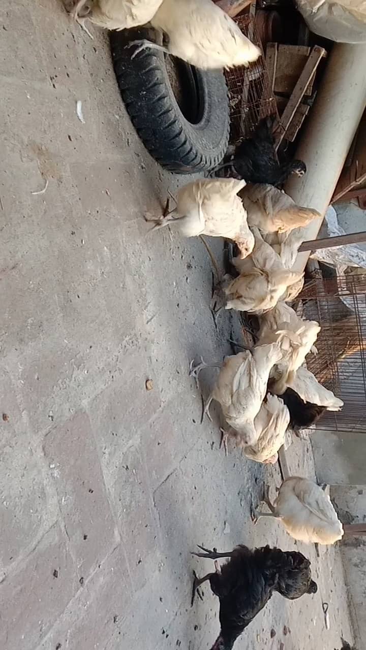 Fancy hen's chicks 03464668249 7