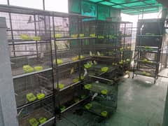 cages for sale 0