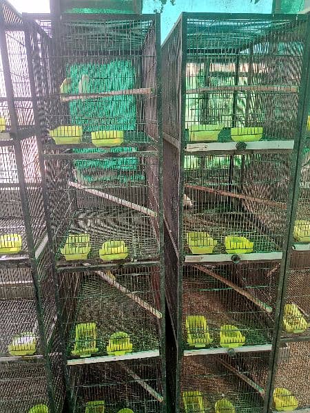 cages for sale 1