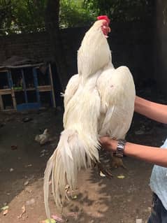 white aseel murgha fore sale