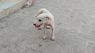 gultair male pure preed dog for sale
