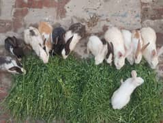 Rabbit breeder pair and bunnies