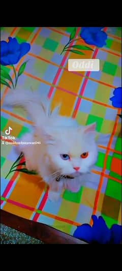 Persian cat odd eyes