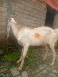 2025 qurbani keliye janwar wp & call 03084668923