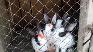 male and female rabbits for sale cheap price