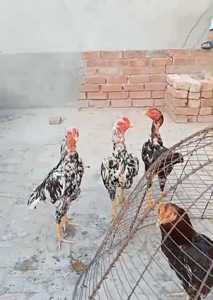 mian wali breed k pathy for sale 0