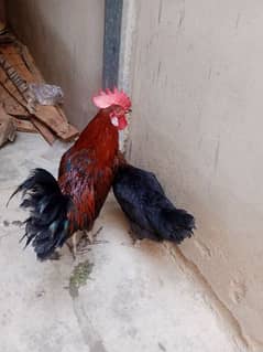 Desi Golden male chicken 1  one female chicken