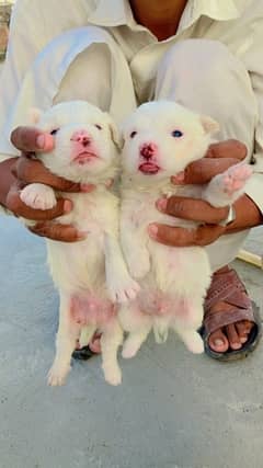 baby dogs Russian dogs