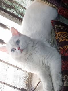 persian cat for sale very fun loving