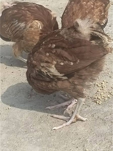 golden misri healthy and active chicks 1