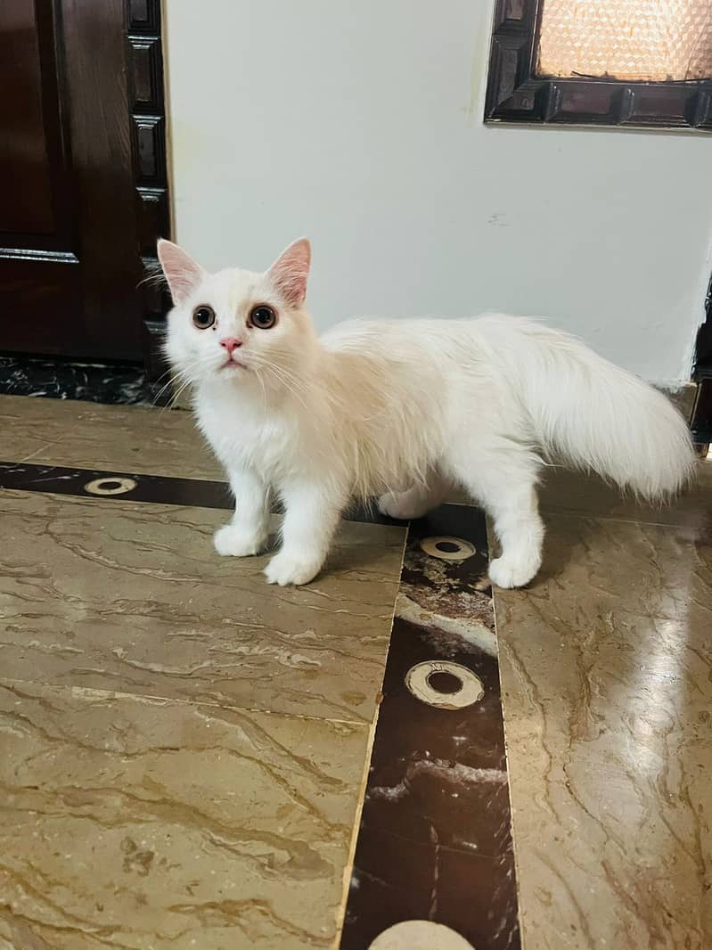 Persian kitten triple coated pair for sale | cute pair 2