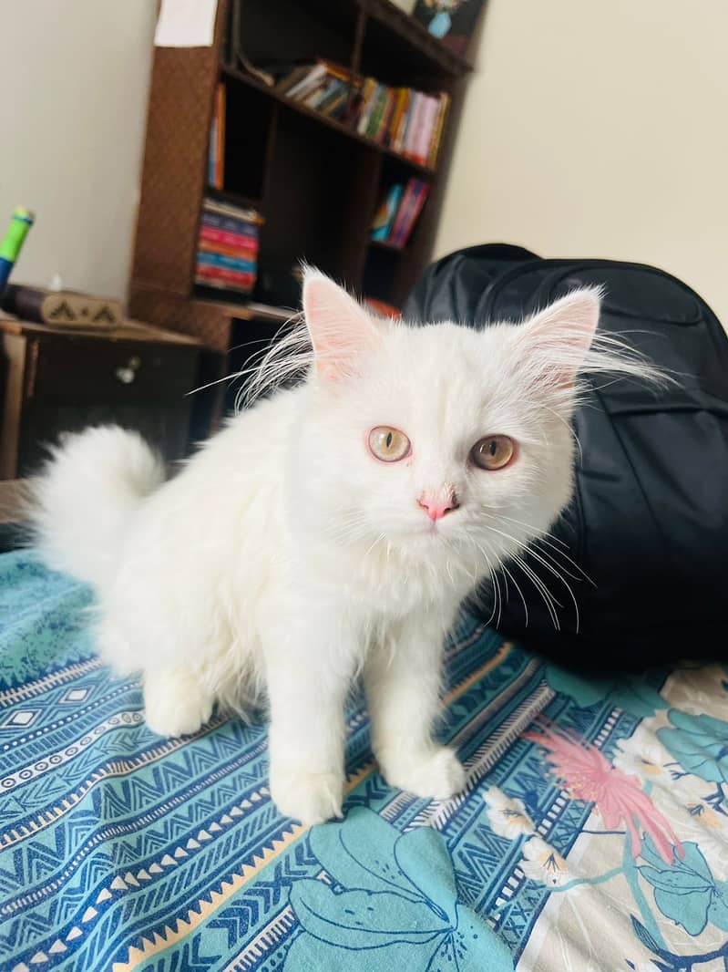 Persian kitten triple coated pair for sale | cute pair 3