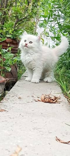 Persian kitten Male
