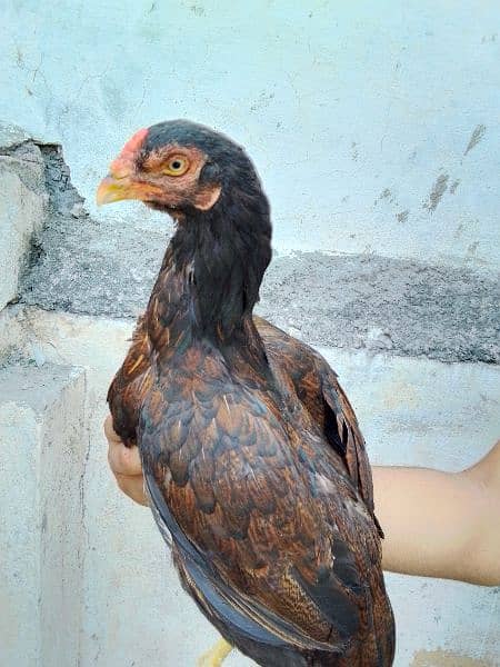 Aseel Murgi egg laying 0