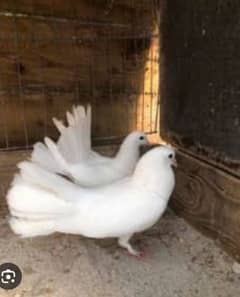 White fantail pair for sale 0