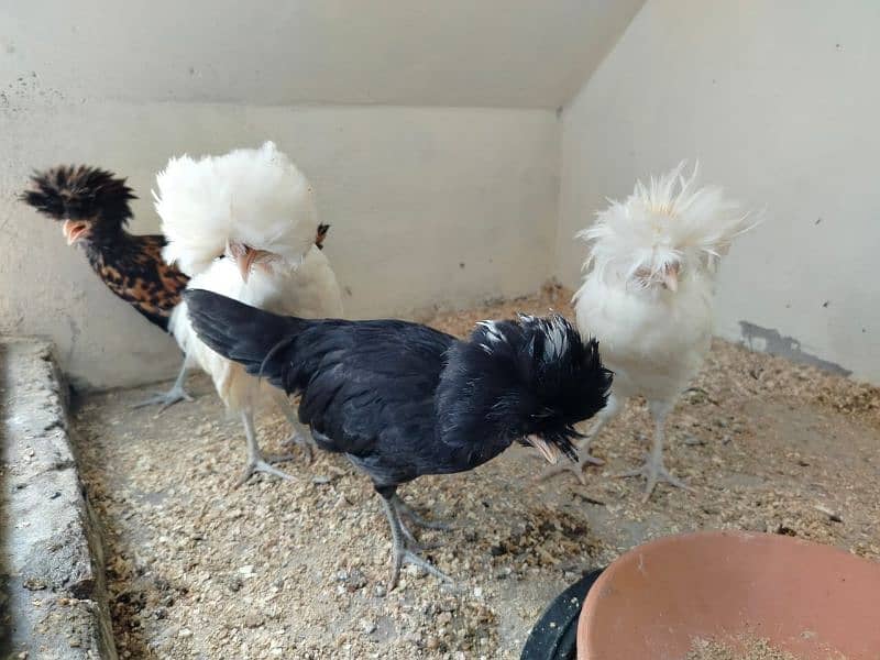 polish chicks white,black nd white ,silver and  Golden buff 10