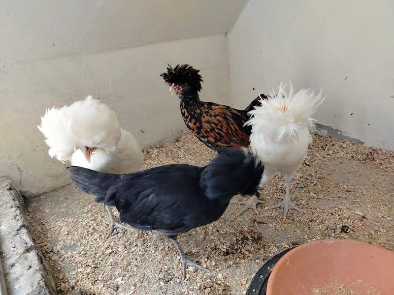 polish chicks white,black nd white ,silver and  Golden buff 11