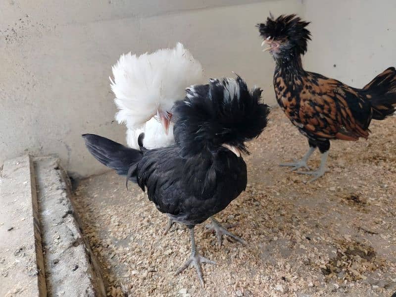 polish chicks white,black nd white ,silver and  Golden buff 12