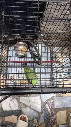 Raw Parrot for Sale with Cage 0