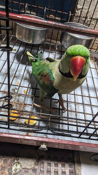 Raw Parrot for Sale with Cage 1