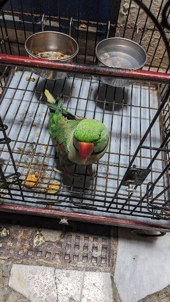 Raw Parrot for Sale with Cage 2