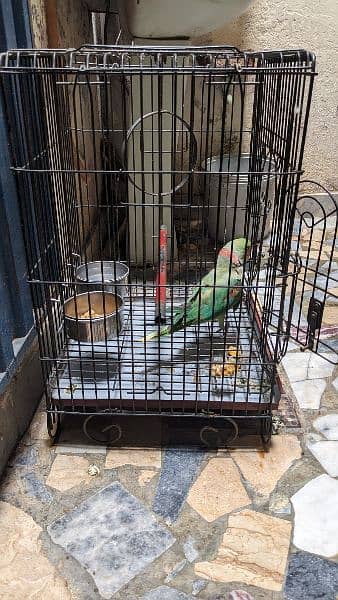 Raw Parrot for Sale with Cage 3