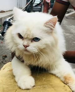 Persian / kitten / White / Male Cat