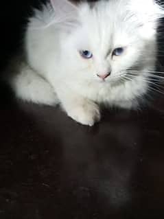 Persian Cat Available in Lahore 0