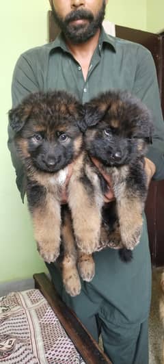 German Shepherd long coat puppies 35 days Age