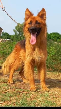King Shepherd dog age 14 month for sale8