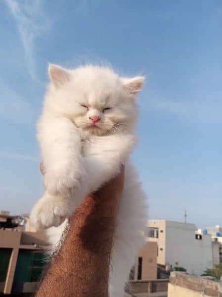 Persian kitten for sale 0