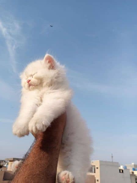 Persian kitten for sale 3
