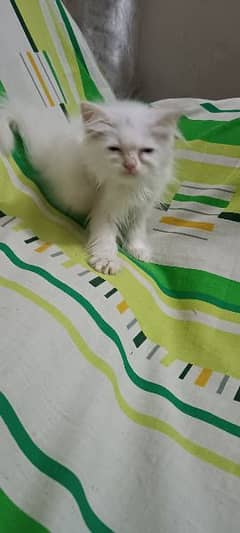 Persian kitten Odd eyes