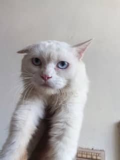 3ple coat Persian male cat