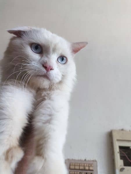3ple coat Persian male cat 1
