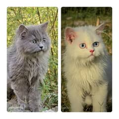 Pure Persian Extreme Punch Face Kittens