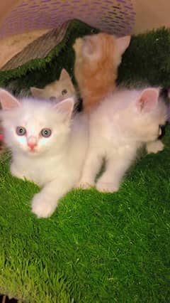 Persian kittens