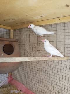 White Jawa Finch Pair Ready To Breed