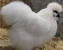silky chicks age 2 month