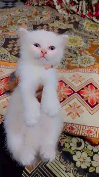 Persian kittens 1