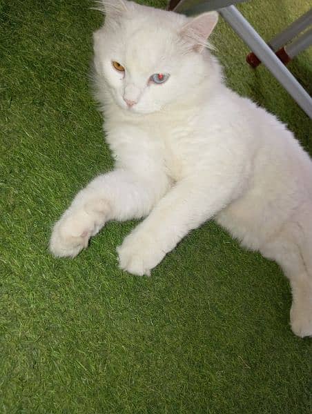 Persian male cat with odd eyes 1